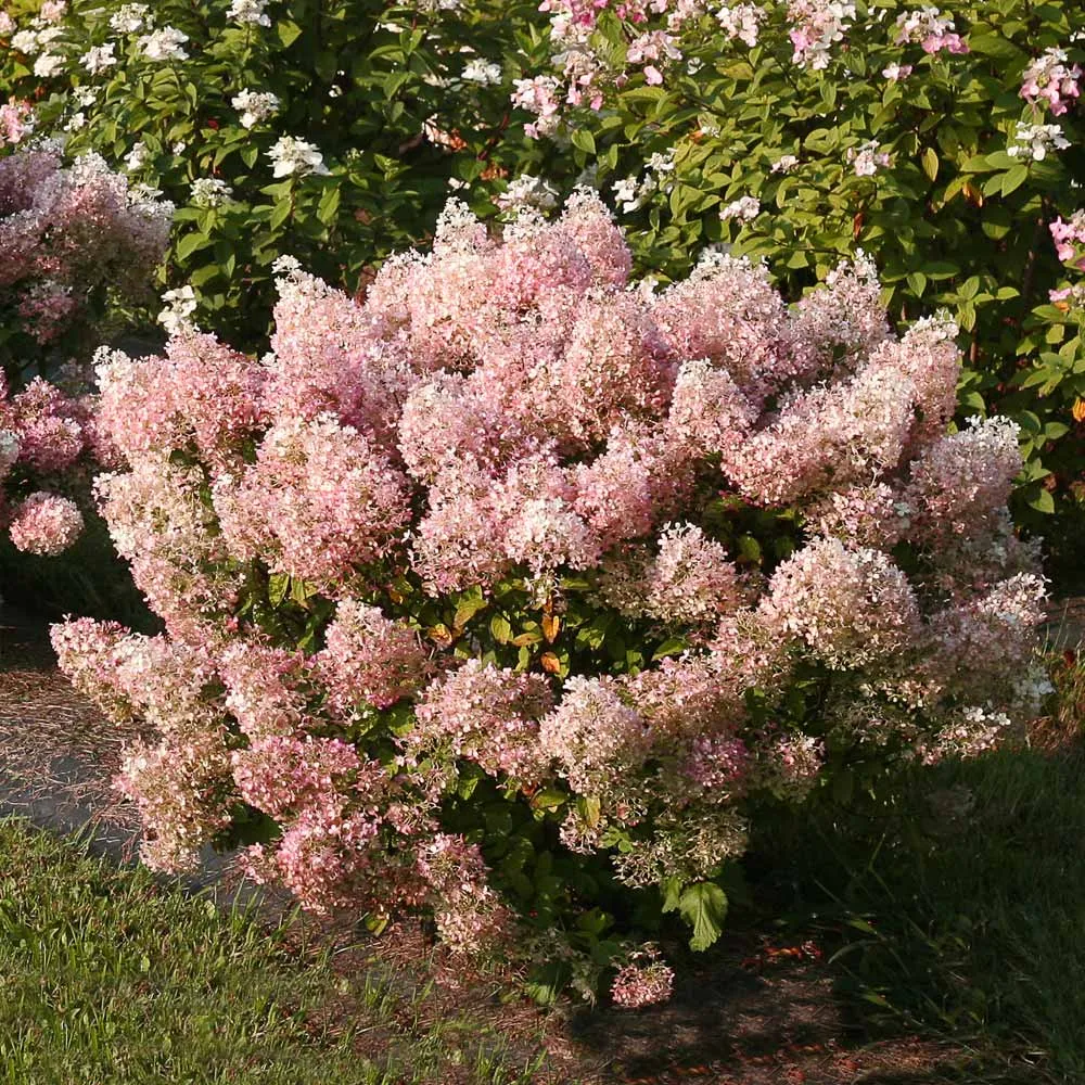 Proven Winners® Bobo® Hydrangea Paniculata Flowering Shrub 2