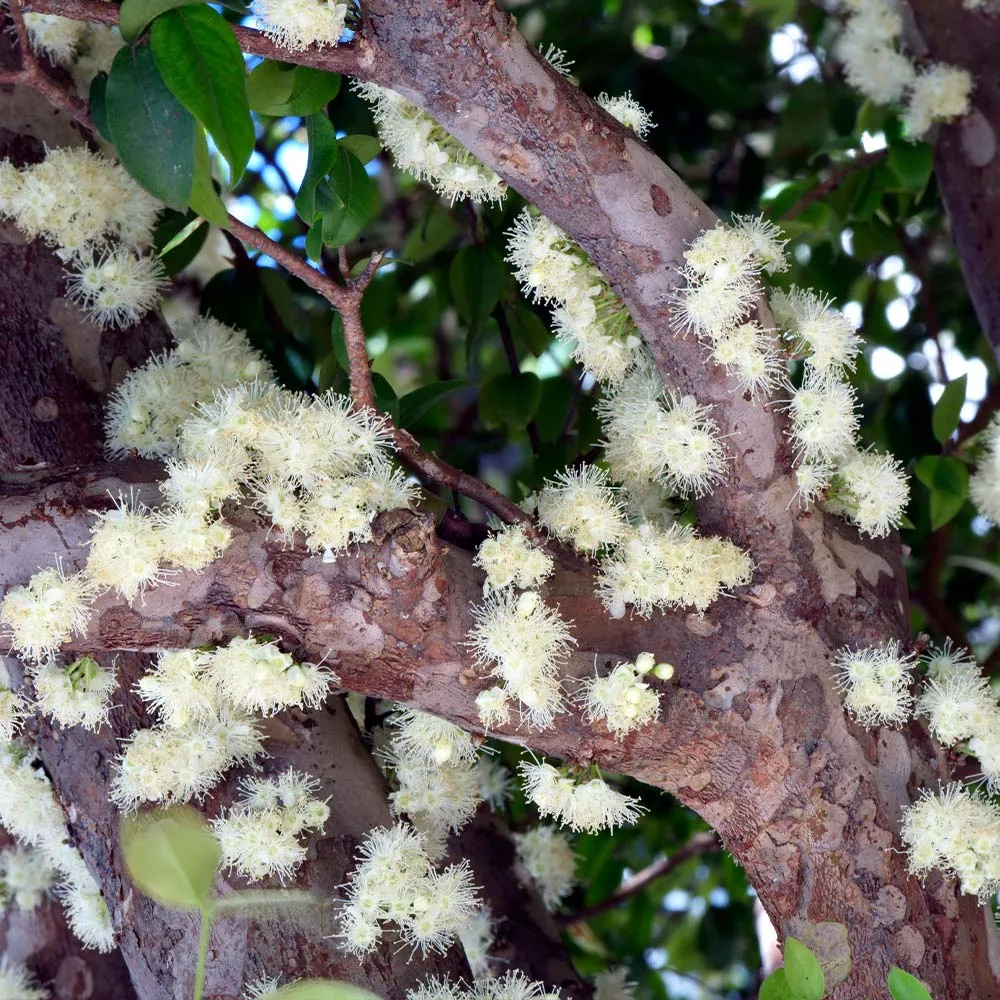 Jaboticaba Tree (Myrciaria cauliflora) Live Tropical Fruit Plant 3