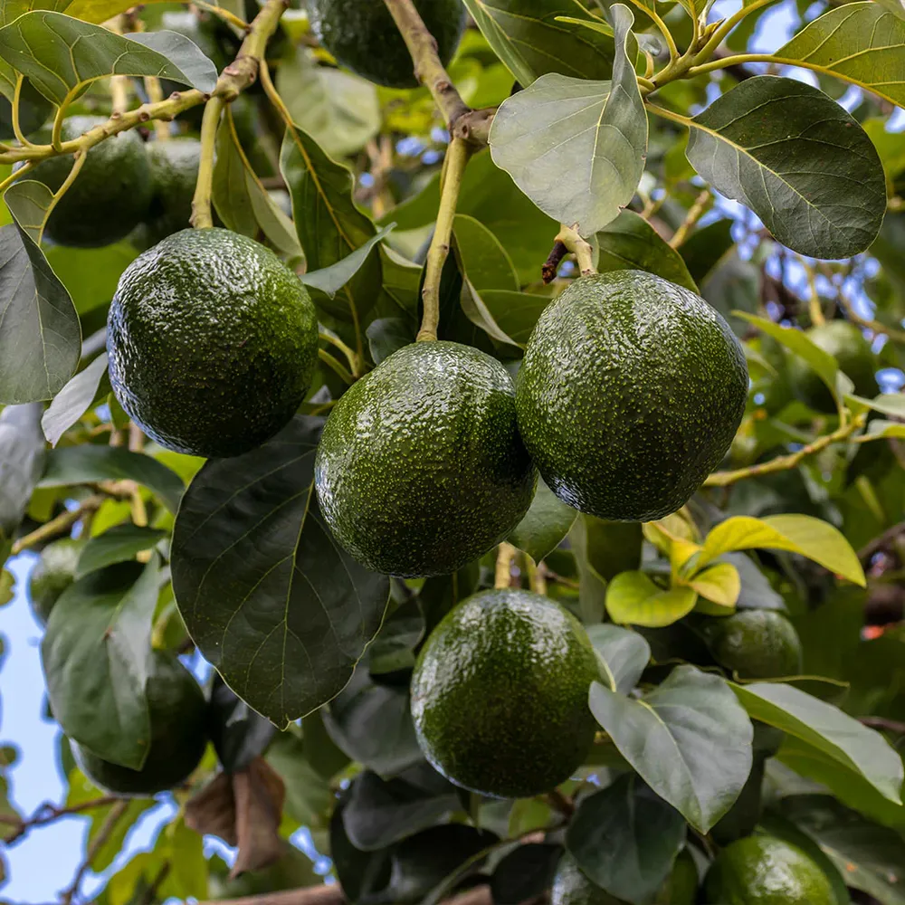 Stewart Avocado Tree - Cold Hardy Fruit Bearing Tree