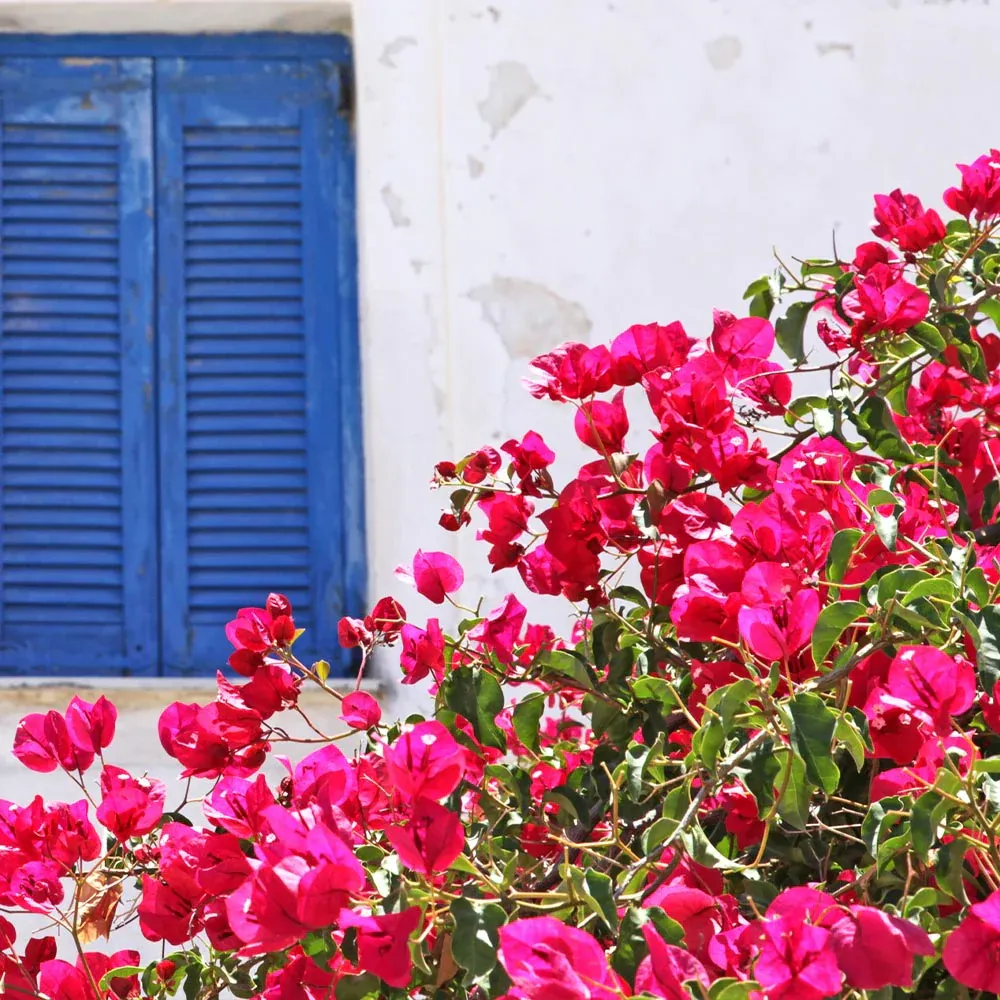 La Jolla Bougainvillea Artificial Floral Arrangement 2