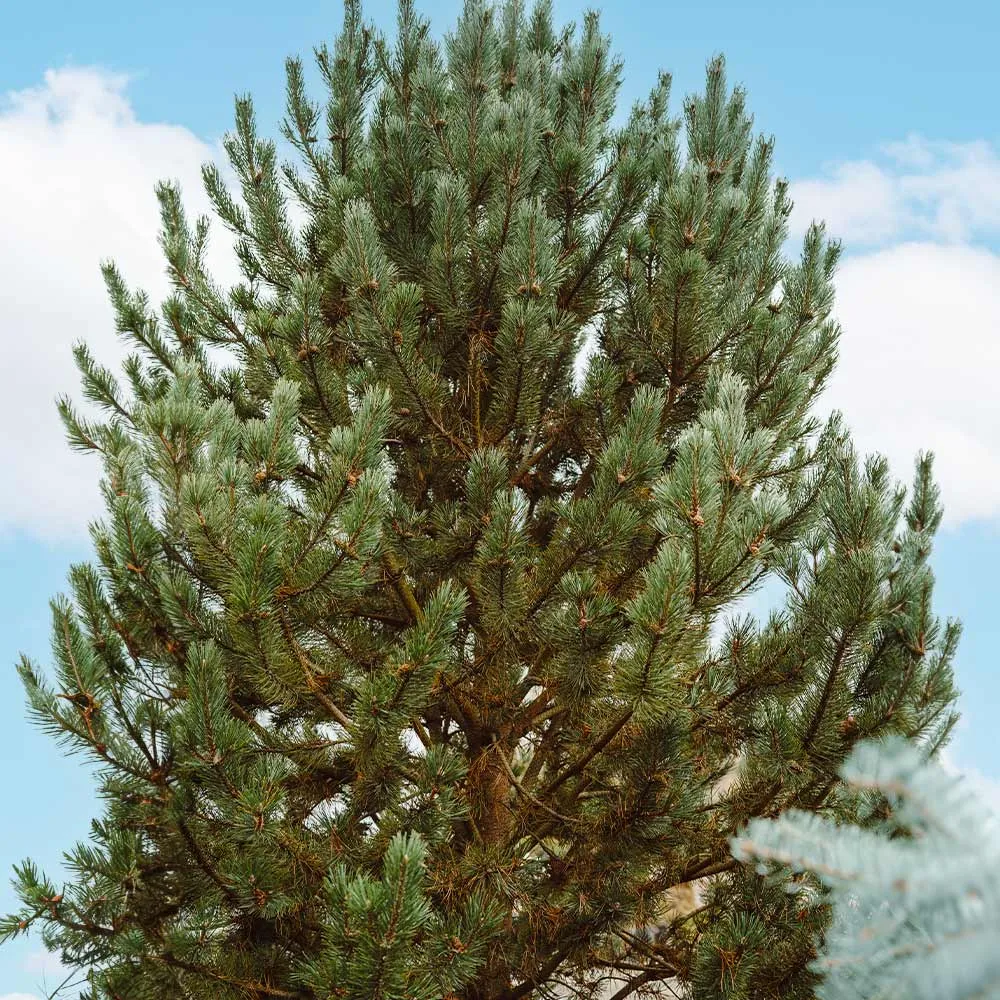 Tannenbaum Mugo Pine Dwarf Evergreen Conifer 1