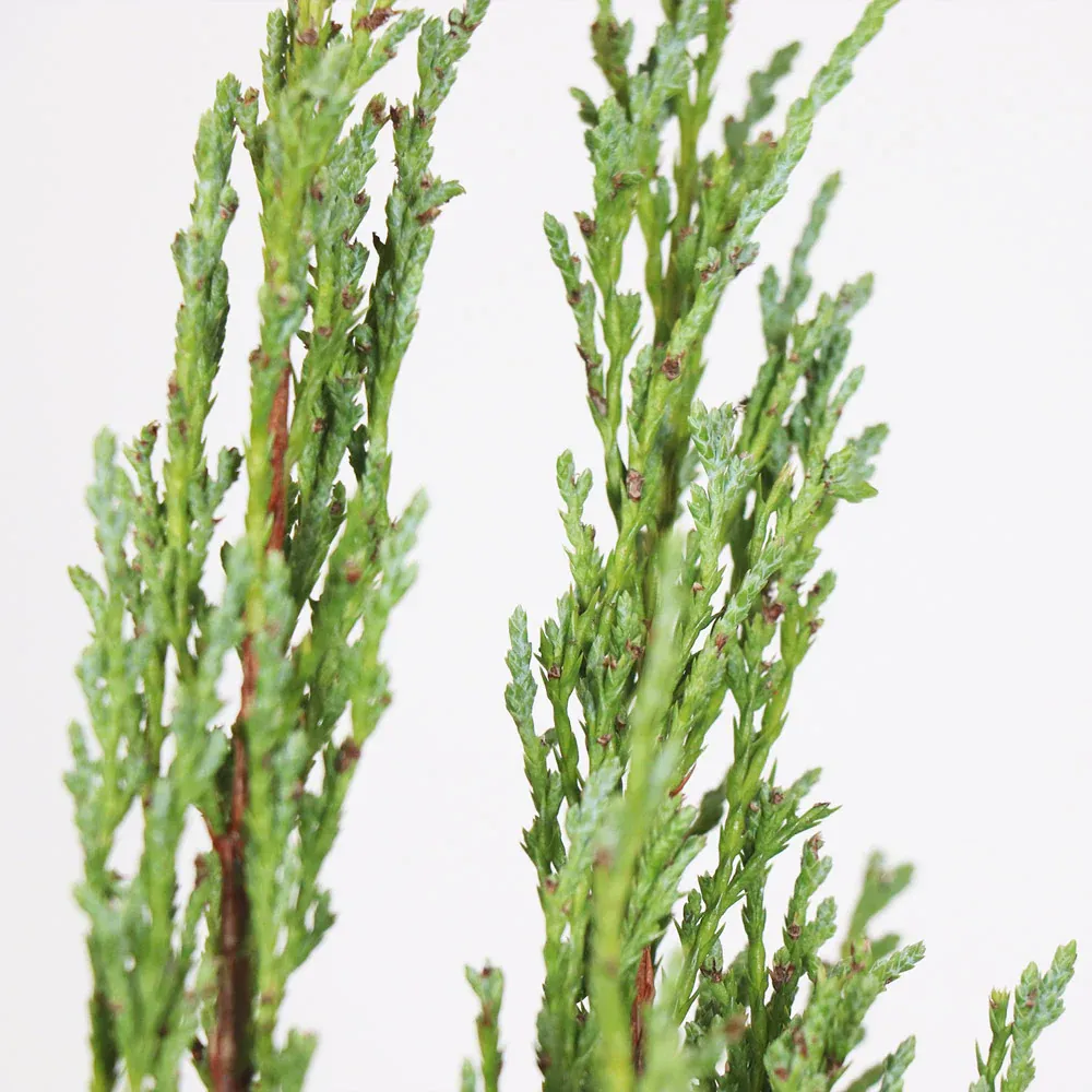 Medora Juniper Decorative Accent Piece 1