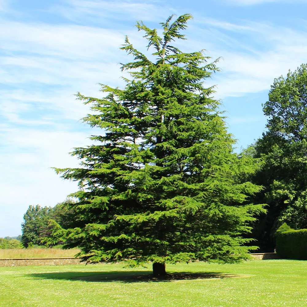 Deodar Cedar Tree (Cedrus deodara) Ornamental Evergreen Conifer 4