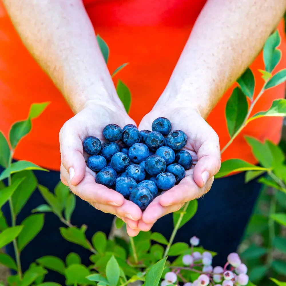 Southern Living® DownHome Harvest® Bless Your Heart® Blueberry Shrub 1