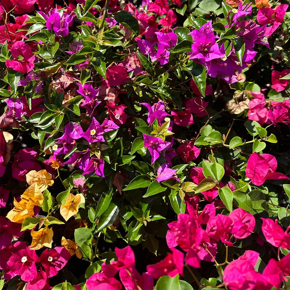 Multi-Color Bougainvillea Tree Artificial Potted Plant