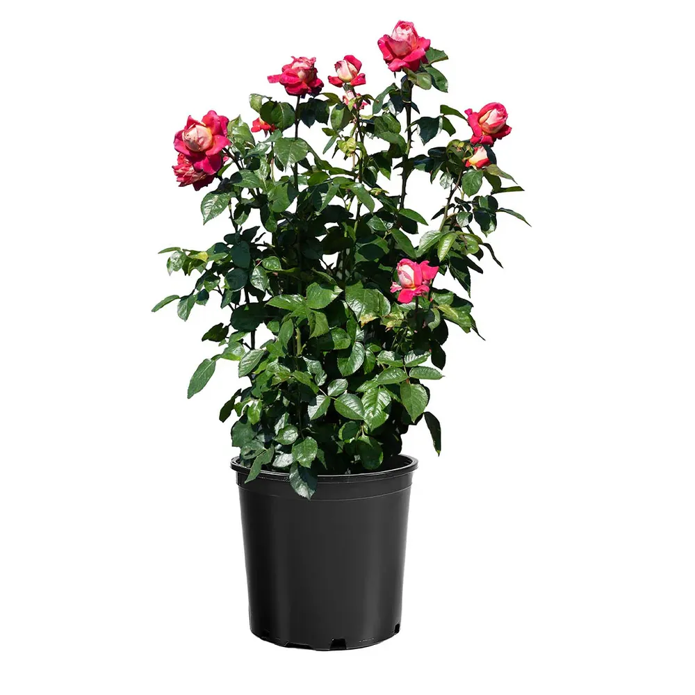 Cherries & Champagne™ Repeat-Blooming Garden Rose Shrub 3