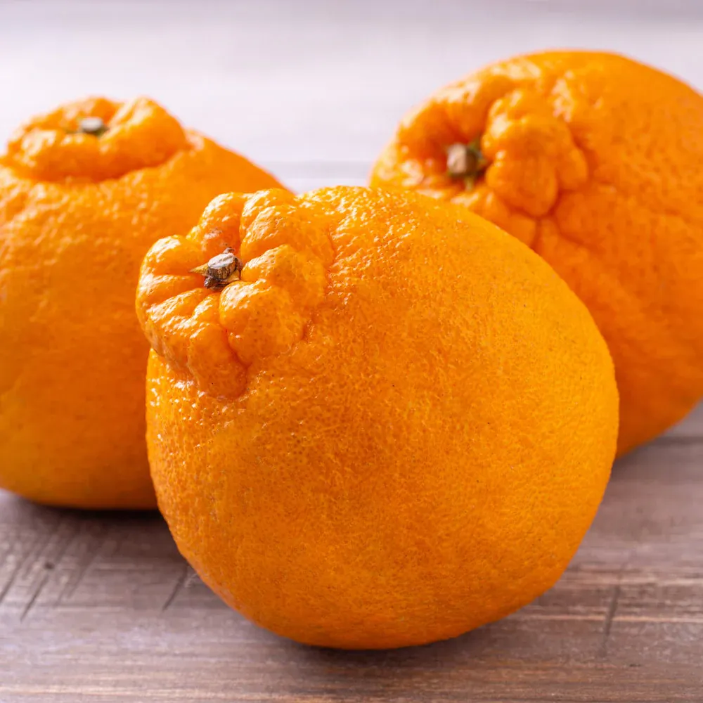 Shiranui Mandarin Tree - Cold Hardy Citrus Sapling for Home Orchards 1