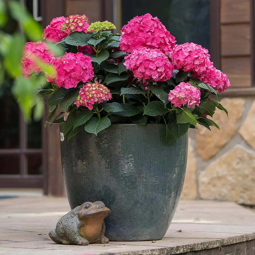 Endless Summer® Summer Crush® Hydrangea - Reblooming Bigleaf Shrub 4