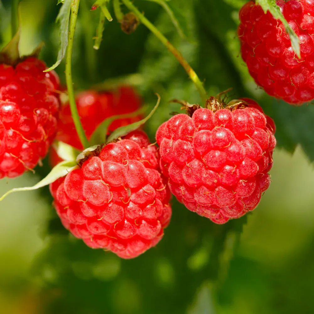Heritage Everbearing Raspberry Bush - USDA Organic Live Plant