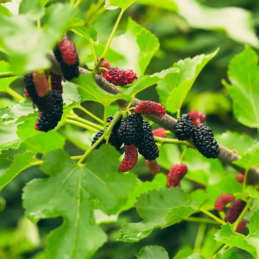 Everbearing Mulberry Bush - Continuous Fruit Producing Morus Plant