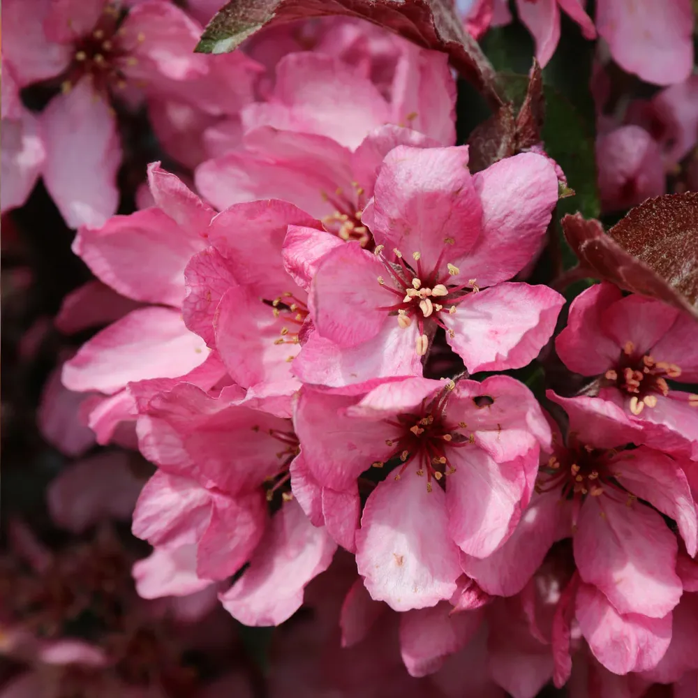 Raspberry Spear® Crabapple Tree - Columnar Ornamental Flowering Tree 1