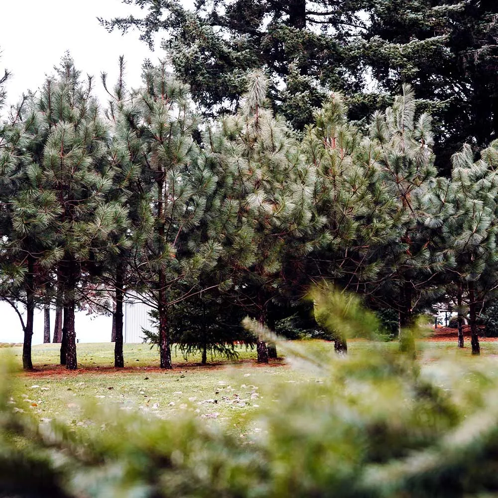 Black Hills Ponderosa Pine Artificial Tree with Realistic Needle Texture 4