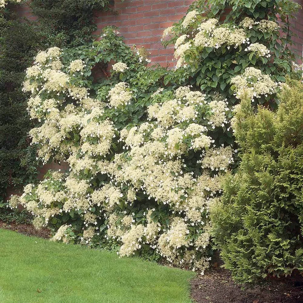 Climbing Hydrangea (Hydrangea anomala petiolaris) Deciduous Flowering Vine