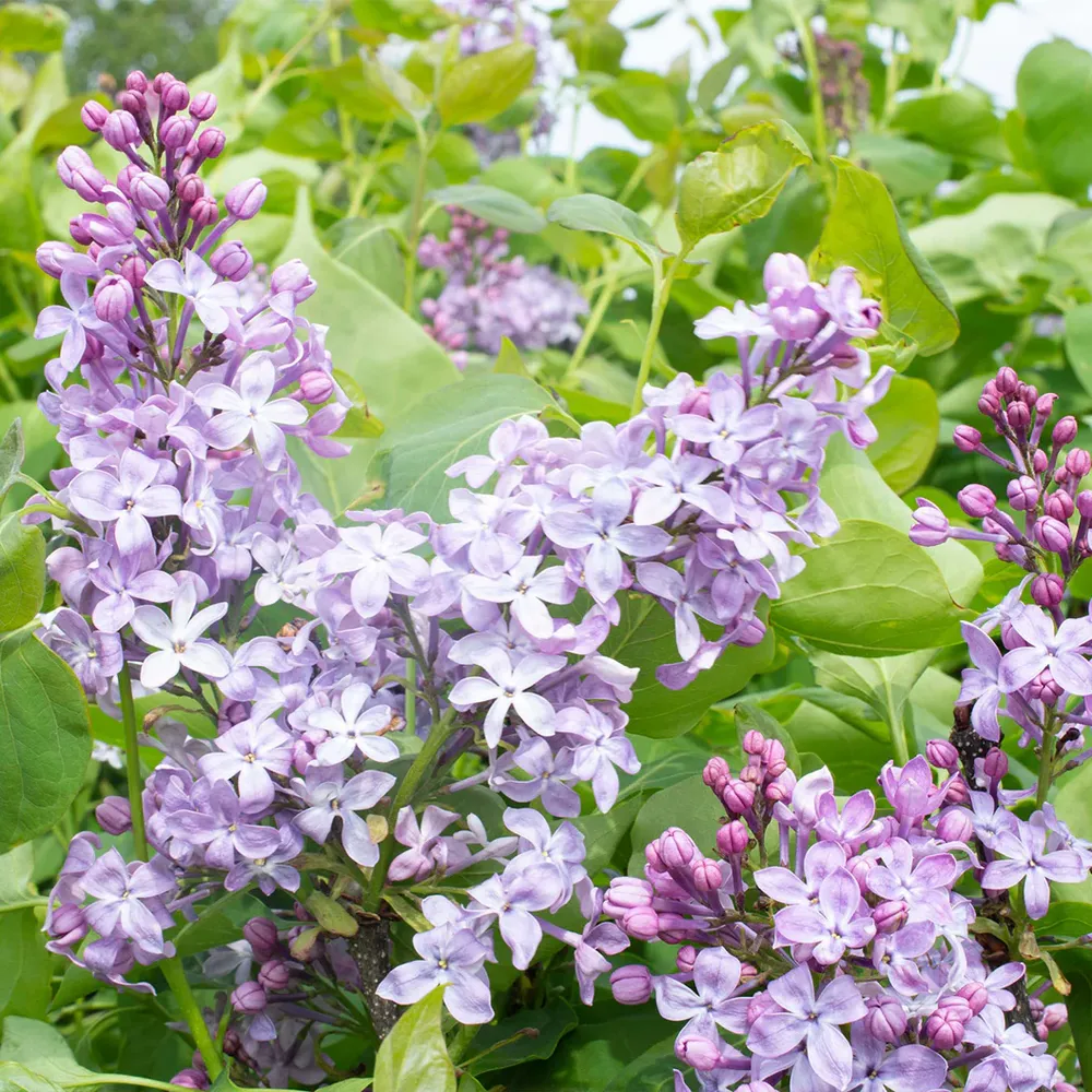Lavender Syringa Shrub - Fragrant Deciduous Flowering Bush 2
