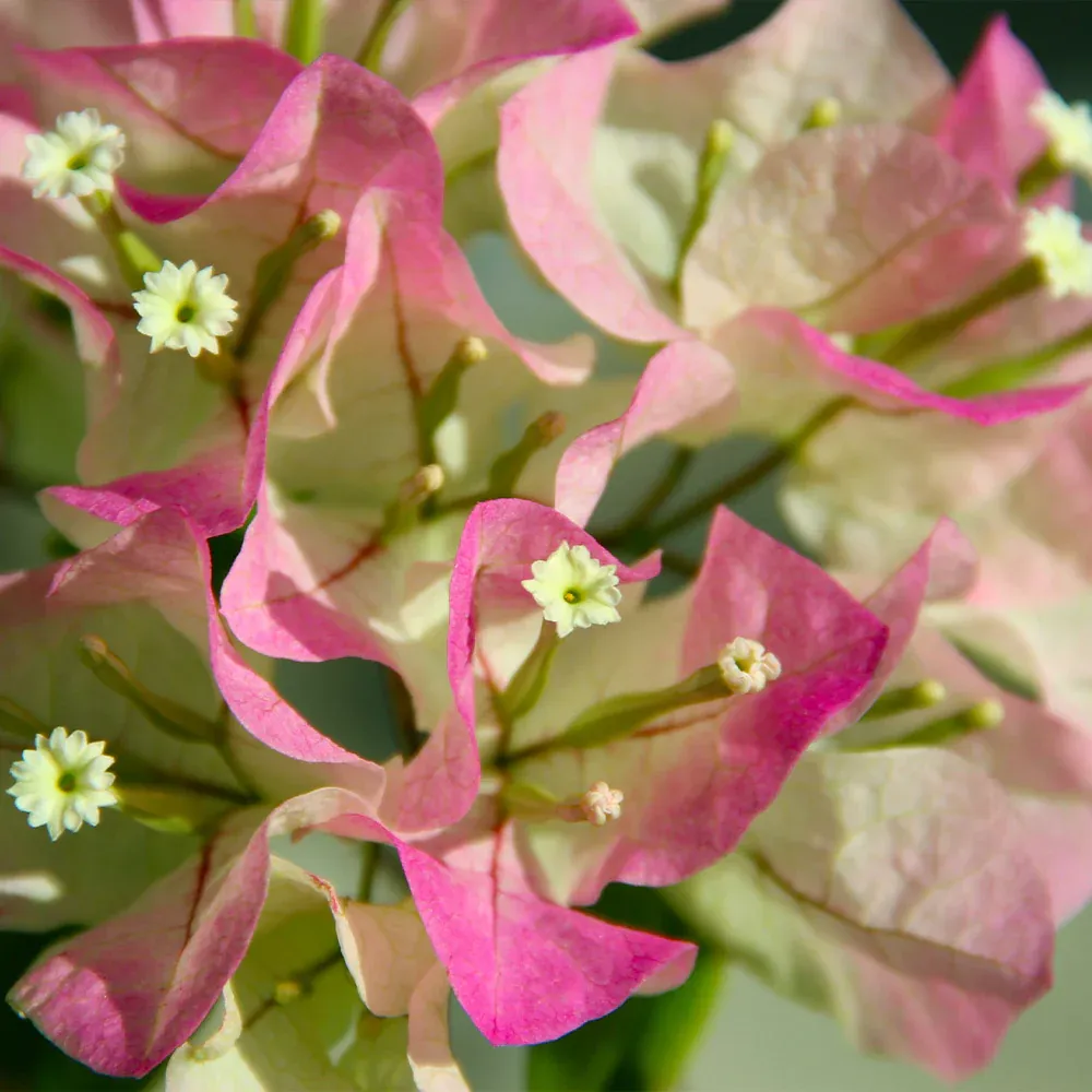 Thai Delight Bougainvillea Vine - Vibrant Climbing Ornamental Plant 1