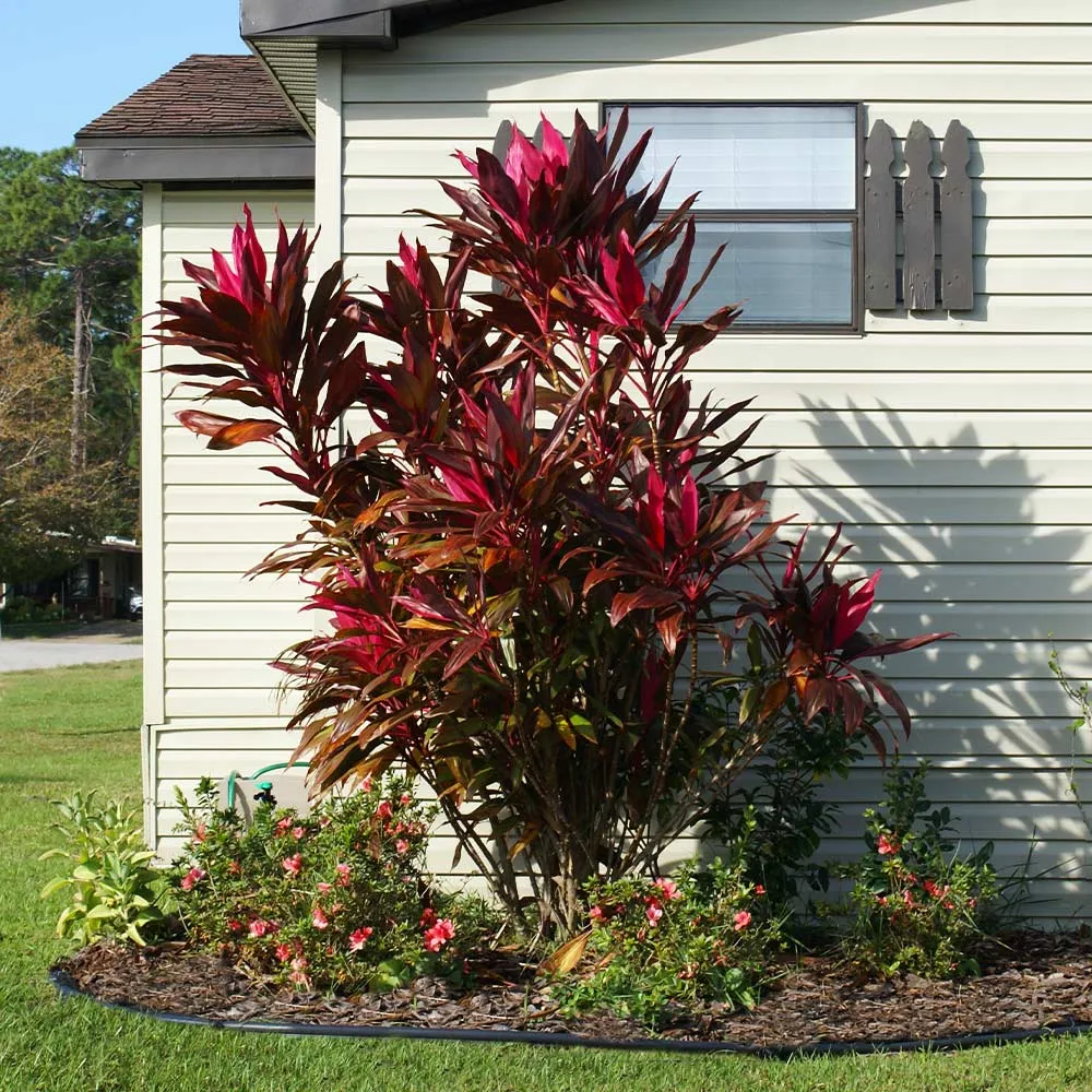 Hawaiian Ti Plant (Cordyline Fruticosa) Vibrant Tropical Indoor Houseplant 1