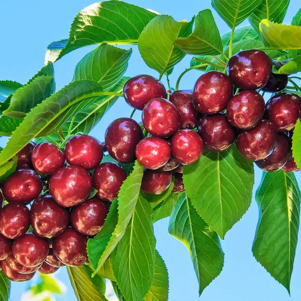Santina™ Artificial Cherry Blossom Tree - Realistic Decorative Floral Plant
