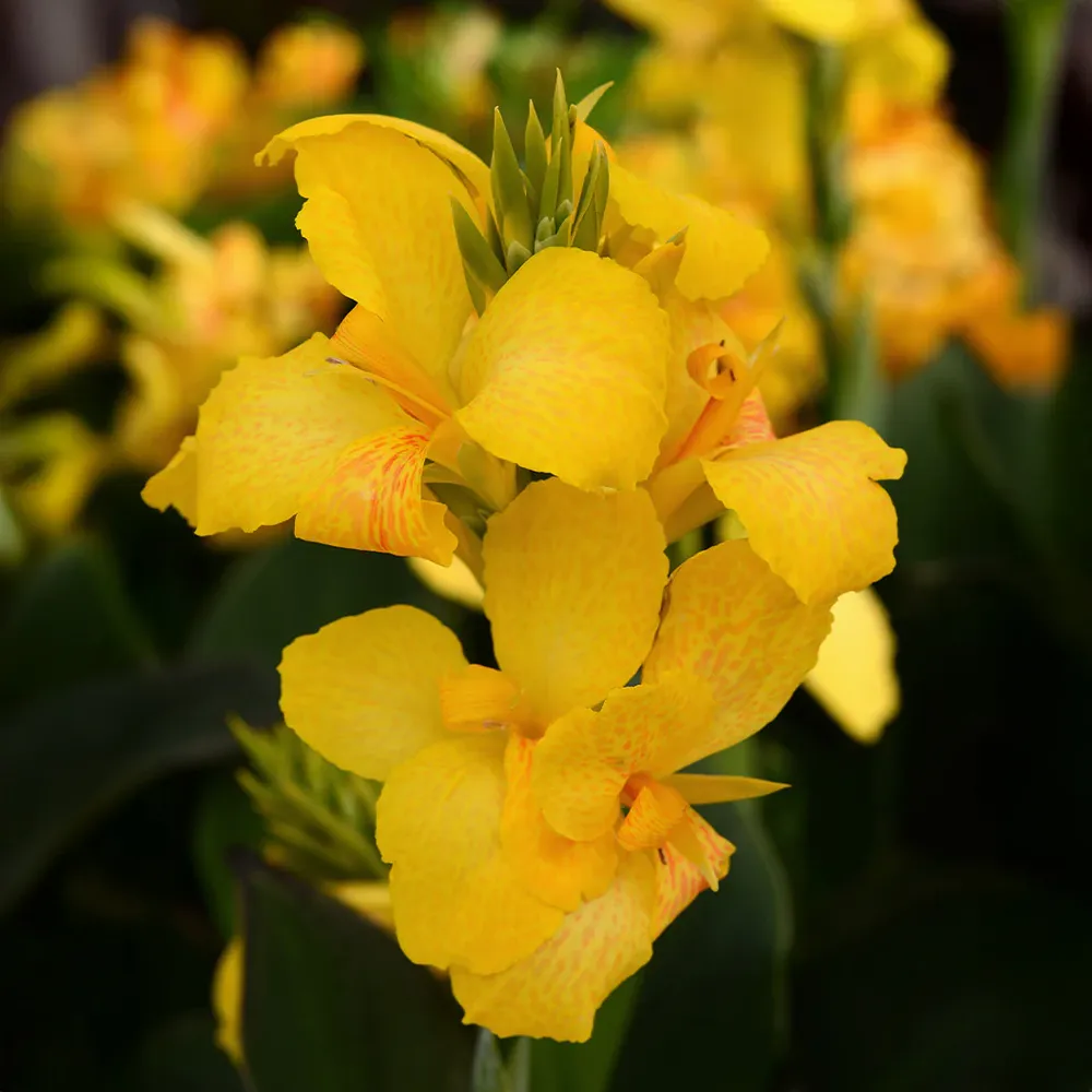 Cannova Yellow Canna Lily Plant - Vibrant Perennial Garden Flower