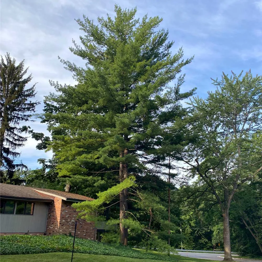 Eastern White Pine Tree (Pinus strobus) Native Evergreen Conifer 1