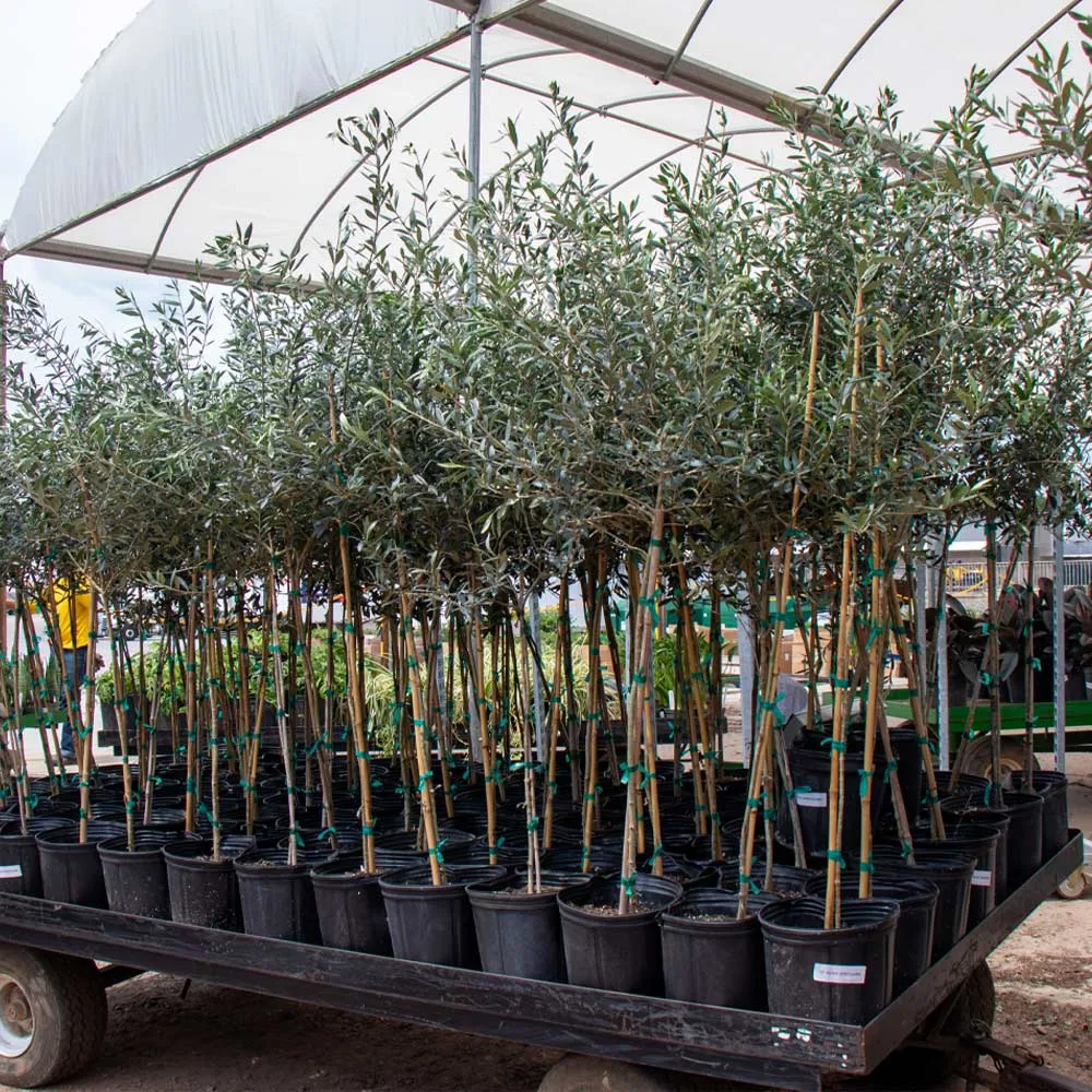 Arbequina Olive Tree - Live Olea europaea Mediterranean Plant 3