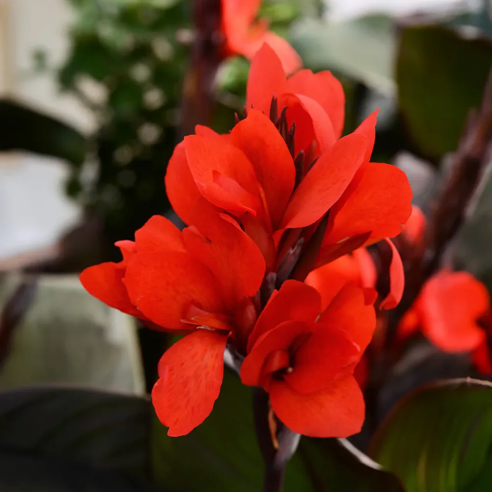 Cannova® ‘Bronze Scarlet’ Canna Lily Plant with Bronze Foliage and Red Flowers