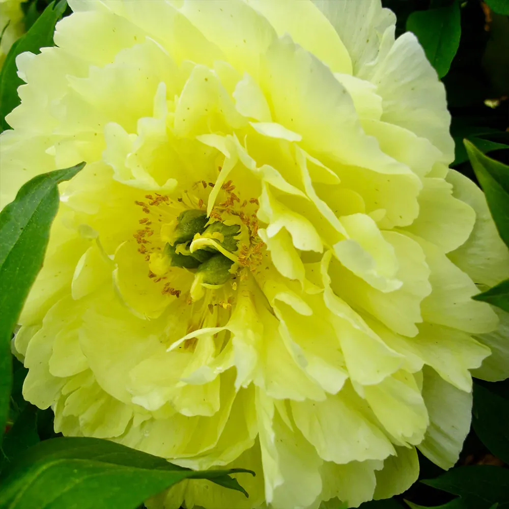 Garden Candy® Amy Jo Itoh Peony Plant 2