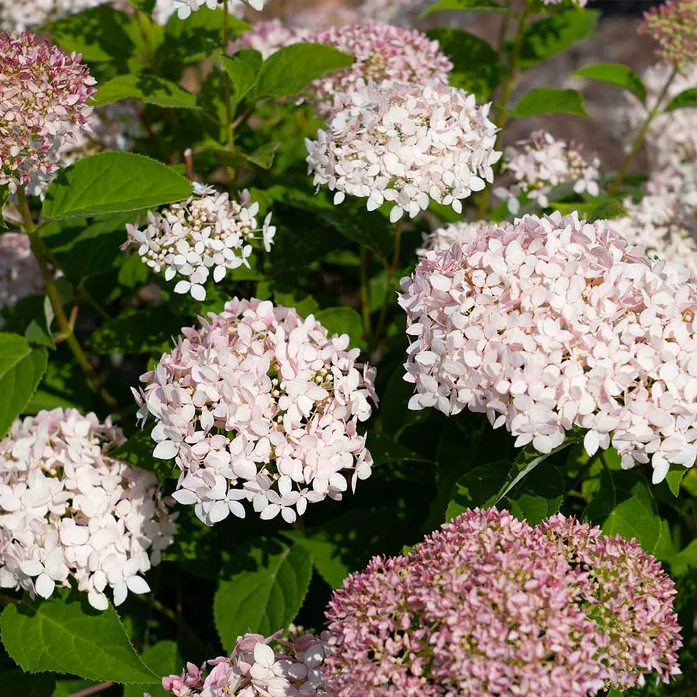 American Lace™ Pink Smooth Hydrangea Shrub - Hardy Flowering Perennial