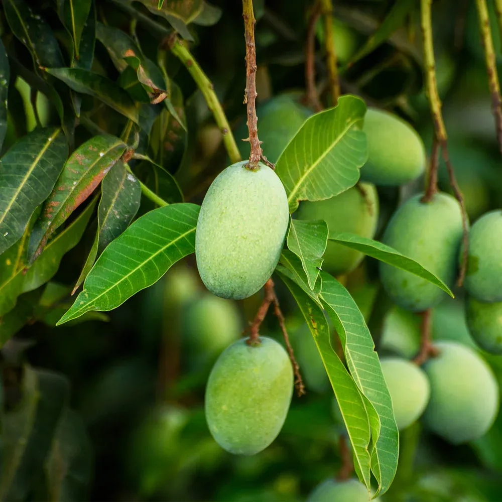 Condo Mango Tree - Compact Grafted Fruit Tree for Container Gardening 2