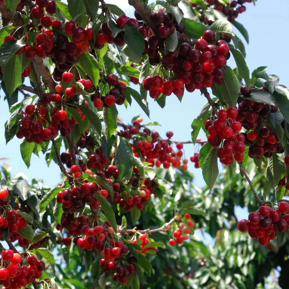 Artificial Stella Cherry Tree - Realistic Decorative Blossom Tree for Indoor Spaces