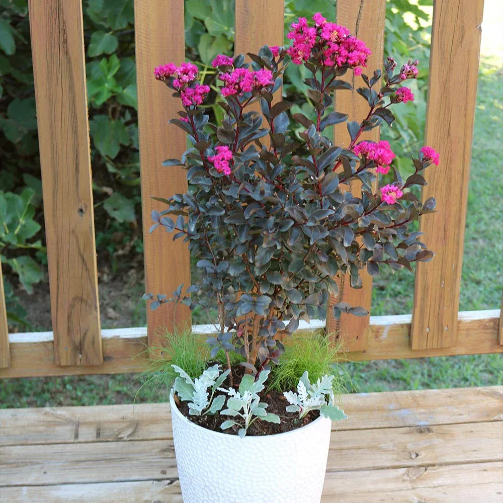 Mystic Magenta Crape Myrtle Tree - Dark Foliage Flowering Ornamental 1