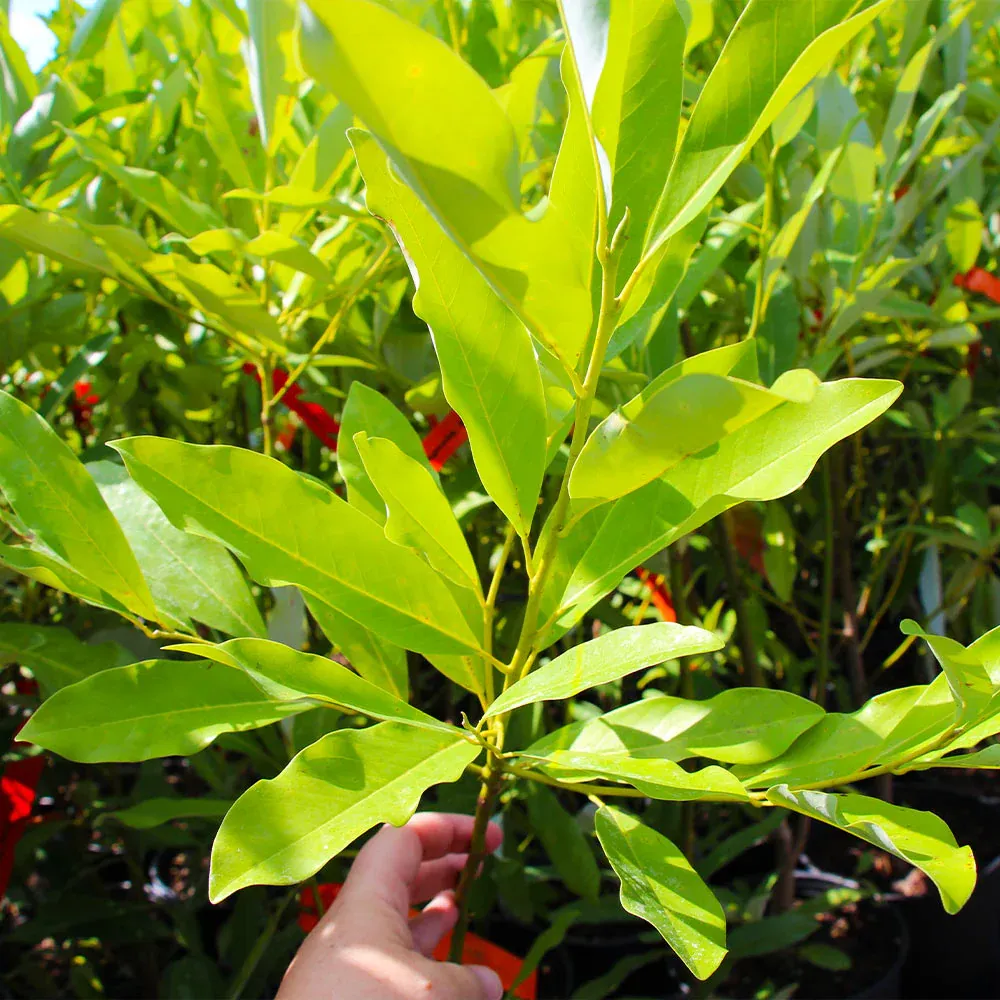 Sweetbay Magnolia Tree (Magnolia virginiana) - Fragrant Flowering Landscape Plant 2