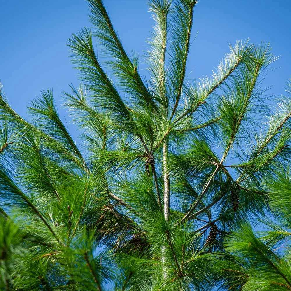 Eastern White Pine Tree (Pinus strobus) Native Evergreen Conifer 2
