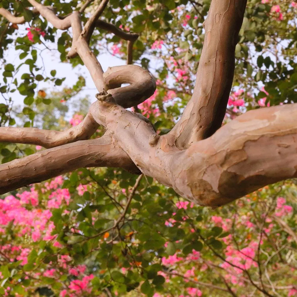 Tuscarora Crape Myrtle Tree - Lagerstroemia Indica Hybrid 4