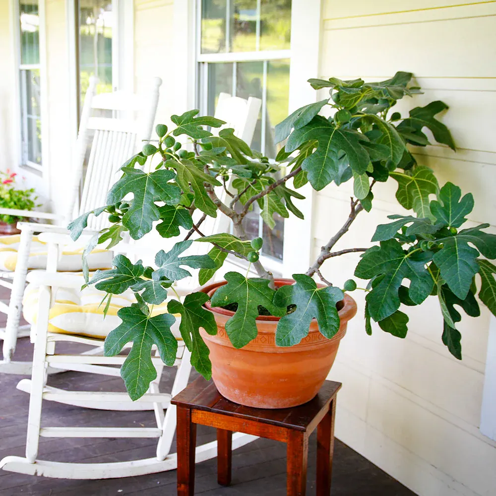 Fignomenal Fig Tree - Indoor Potted Ficus Lyrata