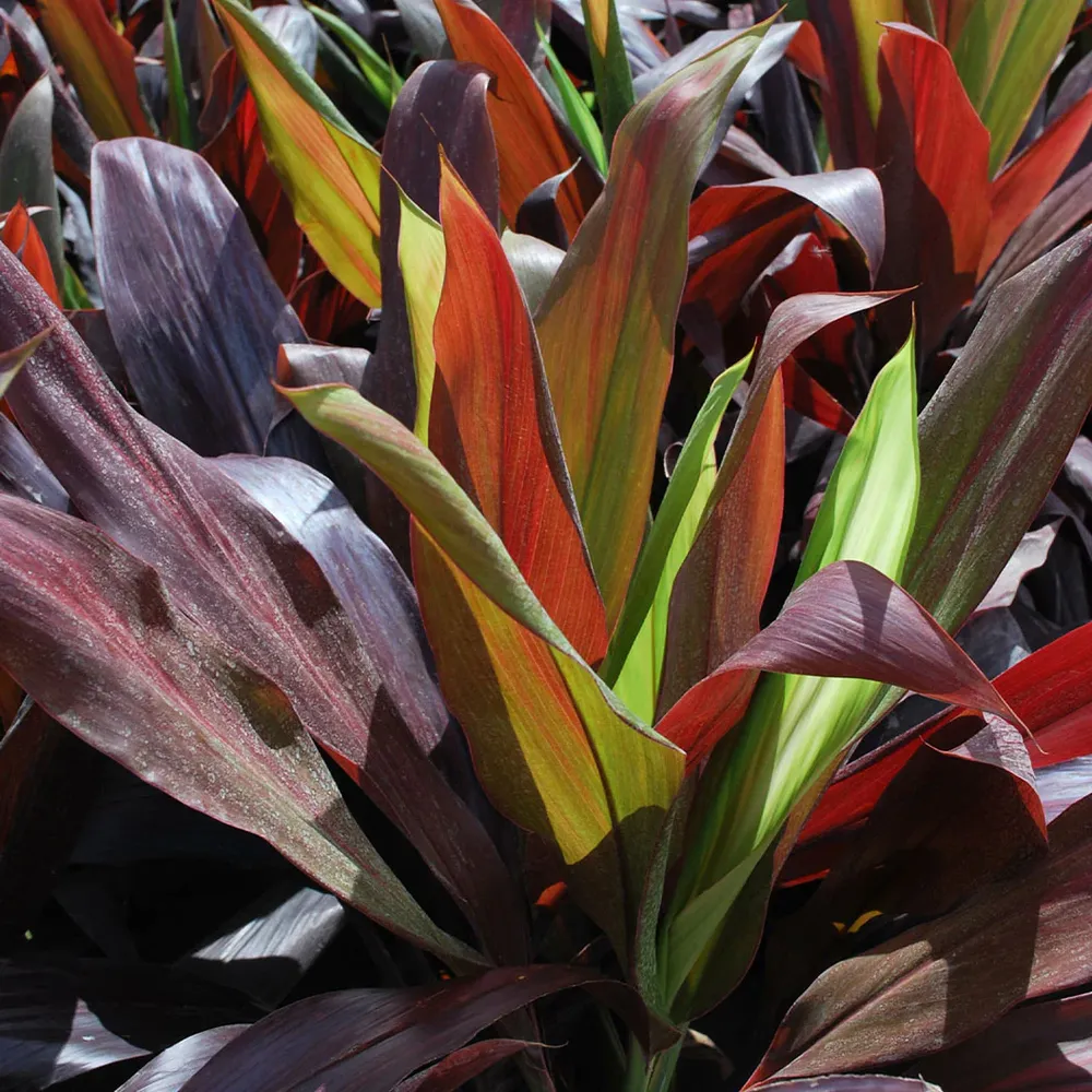 Black Magic Cordyline Plant - Deep Dark Foliage Ornamental Tropical Shrub