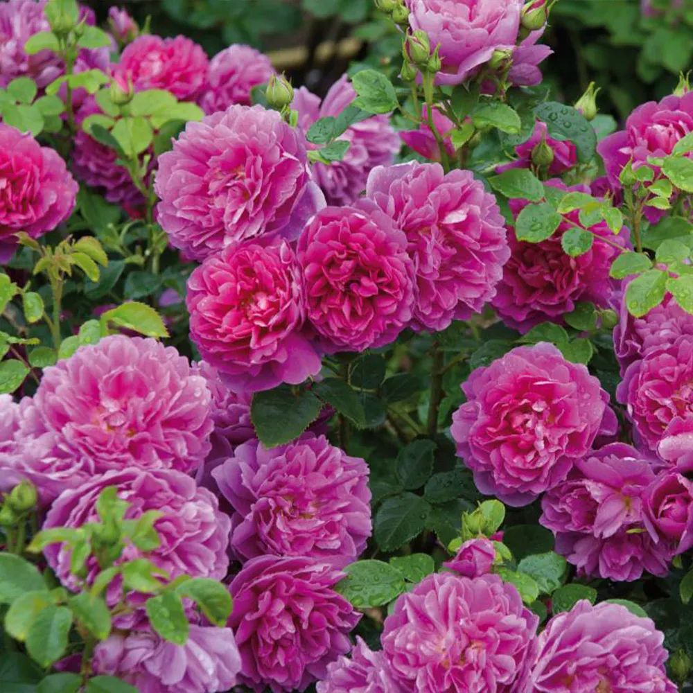David Austin® Princess Anne™ Rose Shrub - Deep Pink English Rose 4