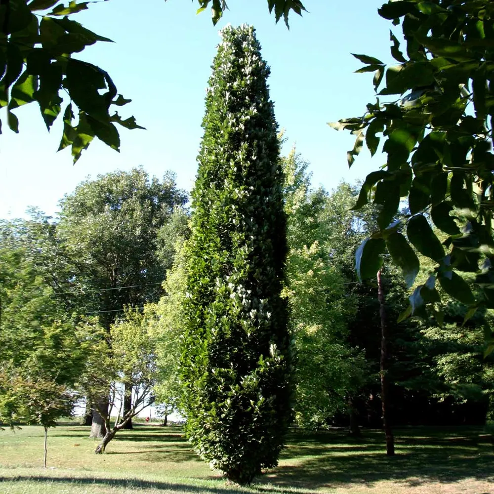 Kindred Spirit® Hybrid Oak Tree - Columnar Deciduous Landscape Specimen 1