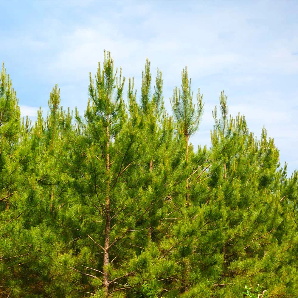 Loblolly Pine Tree - Realistic Artificial Conifer for Indoor Decoration 1