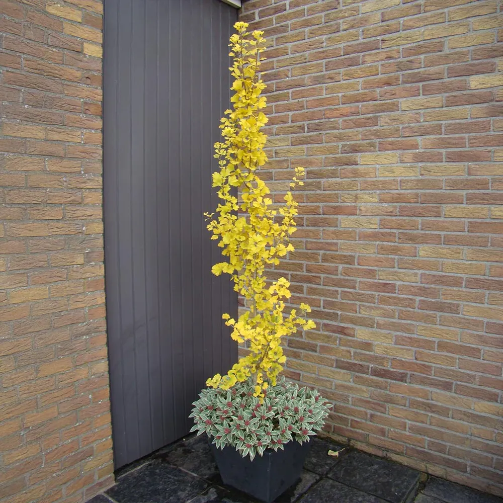 Proven Winners® Skinny Fit® Ginkgo Tree - Columnar Deciduous Ornamental