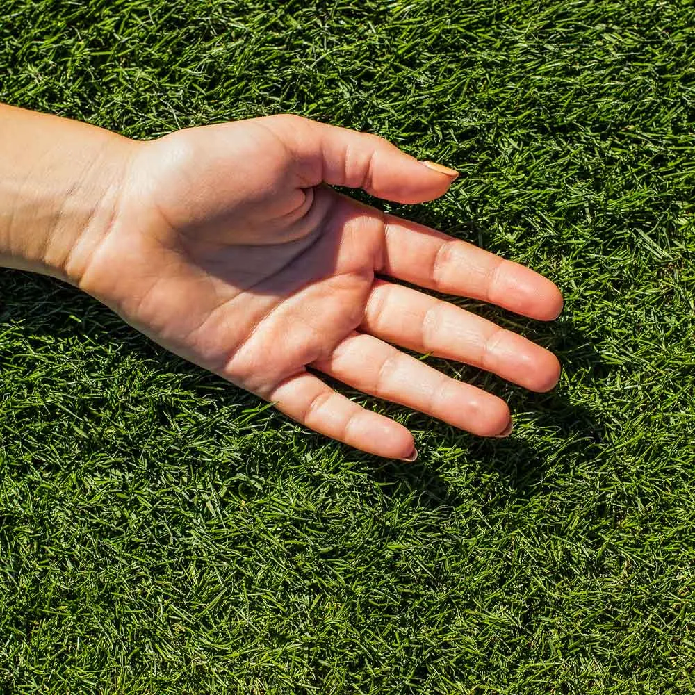 TurboTurf™ Bermudagrass Seed for Warm-Season Lawn Establishment 1
