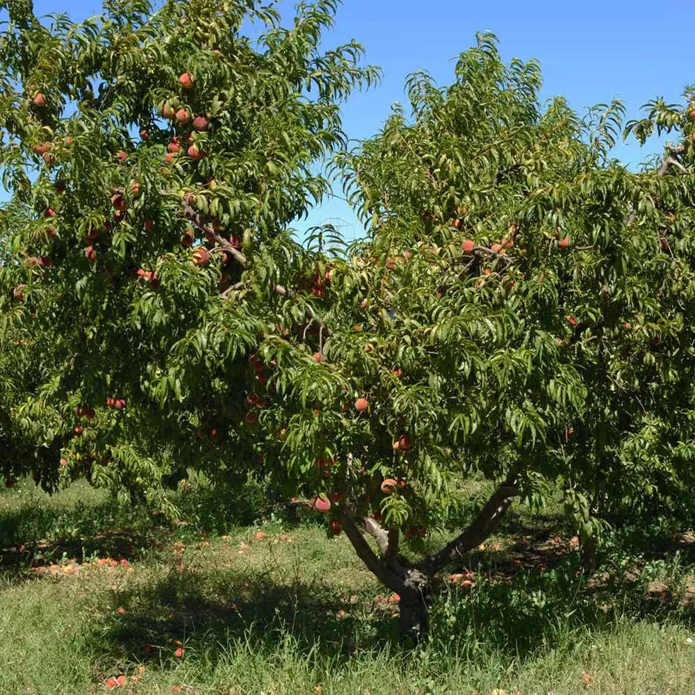 Elberta Peach Tree - Self-Pollinating Deciduous Fruit Tree 1