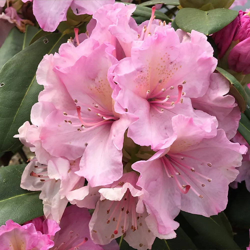 Pink Hybrid Rhododendron Shrub - Hardy Flowering Evergreen Bush 1