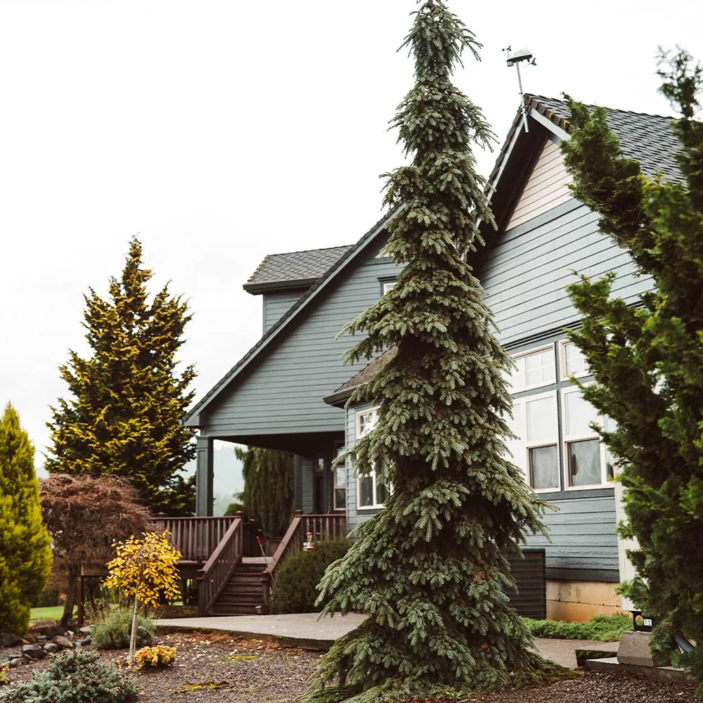 Weeping White Spruce Tree (Picea glauca 'Pendula') - Narrow Ornamental Evergreen