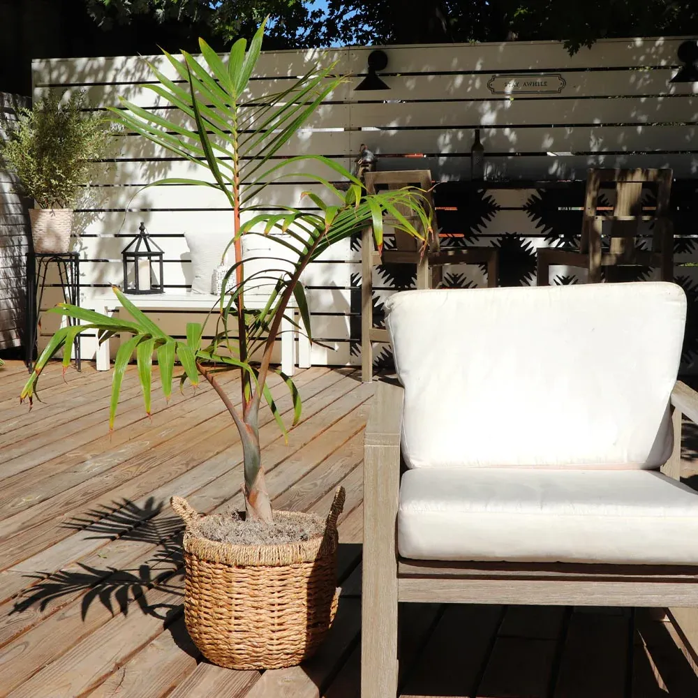 Artificial Bottle Palm Tree - Realistic Tropical Decorative Plant 3