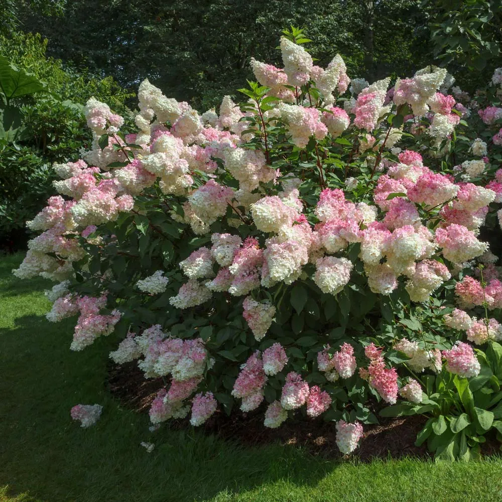 Vanilla Strawberry Hydrangea Paniculata Flowering Shrub