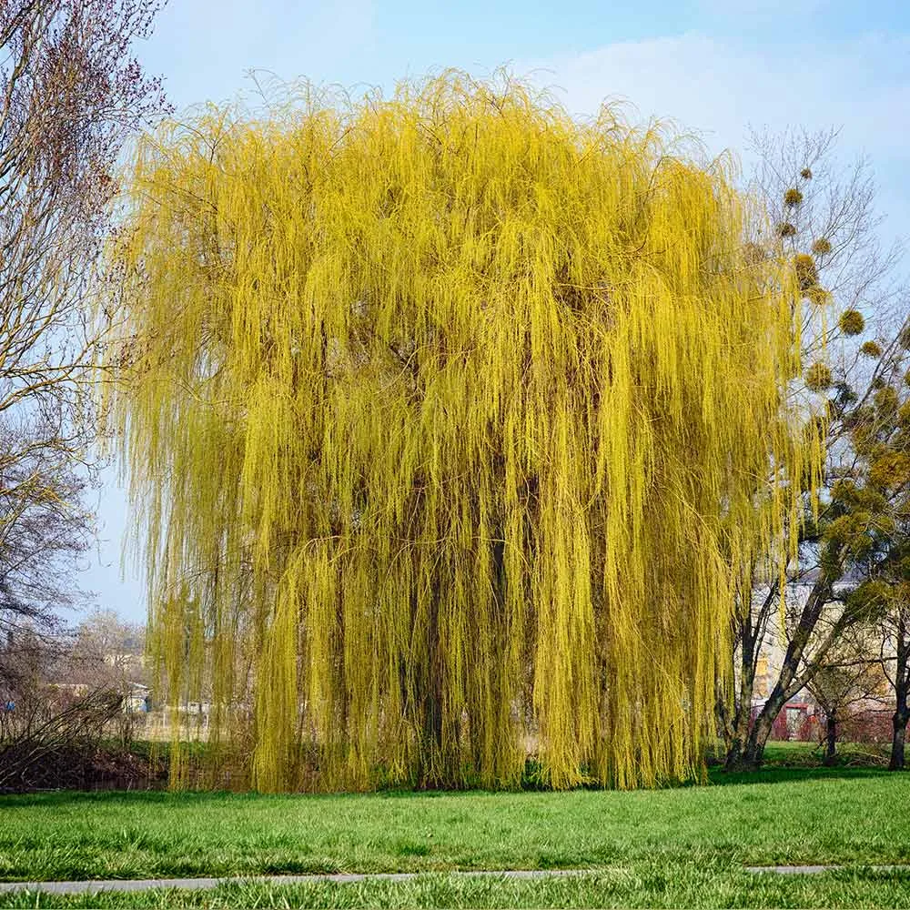 Niobe Golden Weeping Willow Tree (Salix babylonica 'Aurea') 1