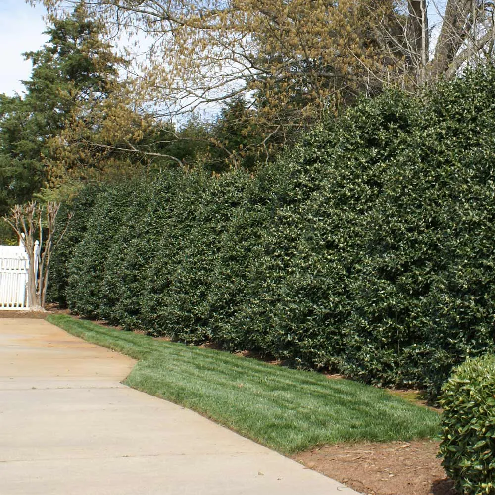 Nellie Stevens Holly Shrub - Evergreen Privacy Hedge Plant 1