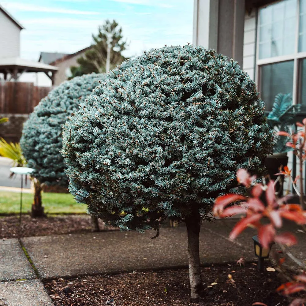 Dwarf Globe Blue Spruce Tree (Picea pungens 'Globosa') 4