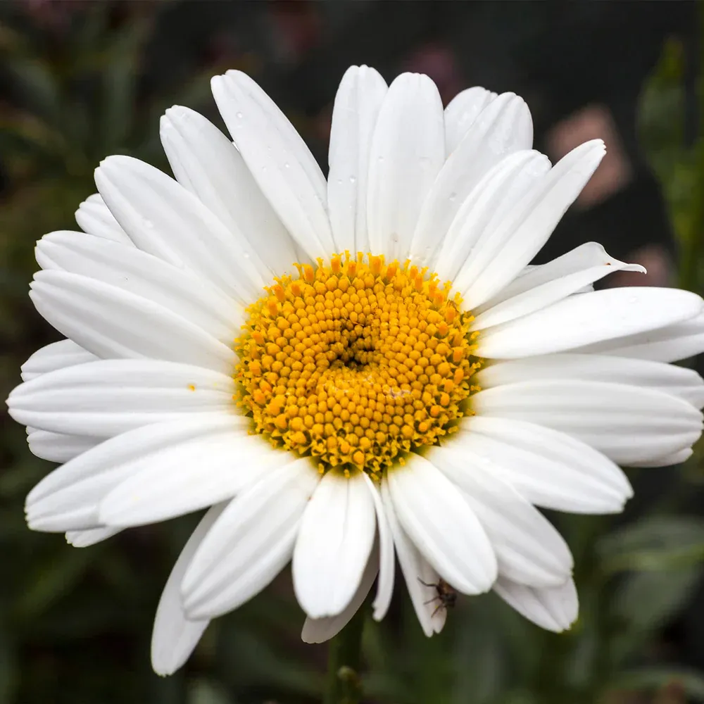 Becky Shasta Daisy Perennial Plant - Leucanthemum x superbum 1