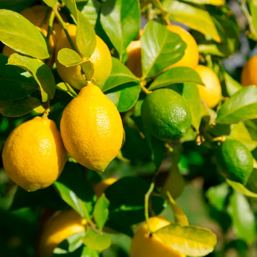 Lemon-Lime Citrus Tree - Indoor Potted Fruit Plant